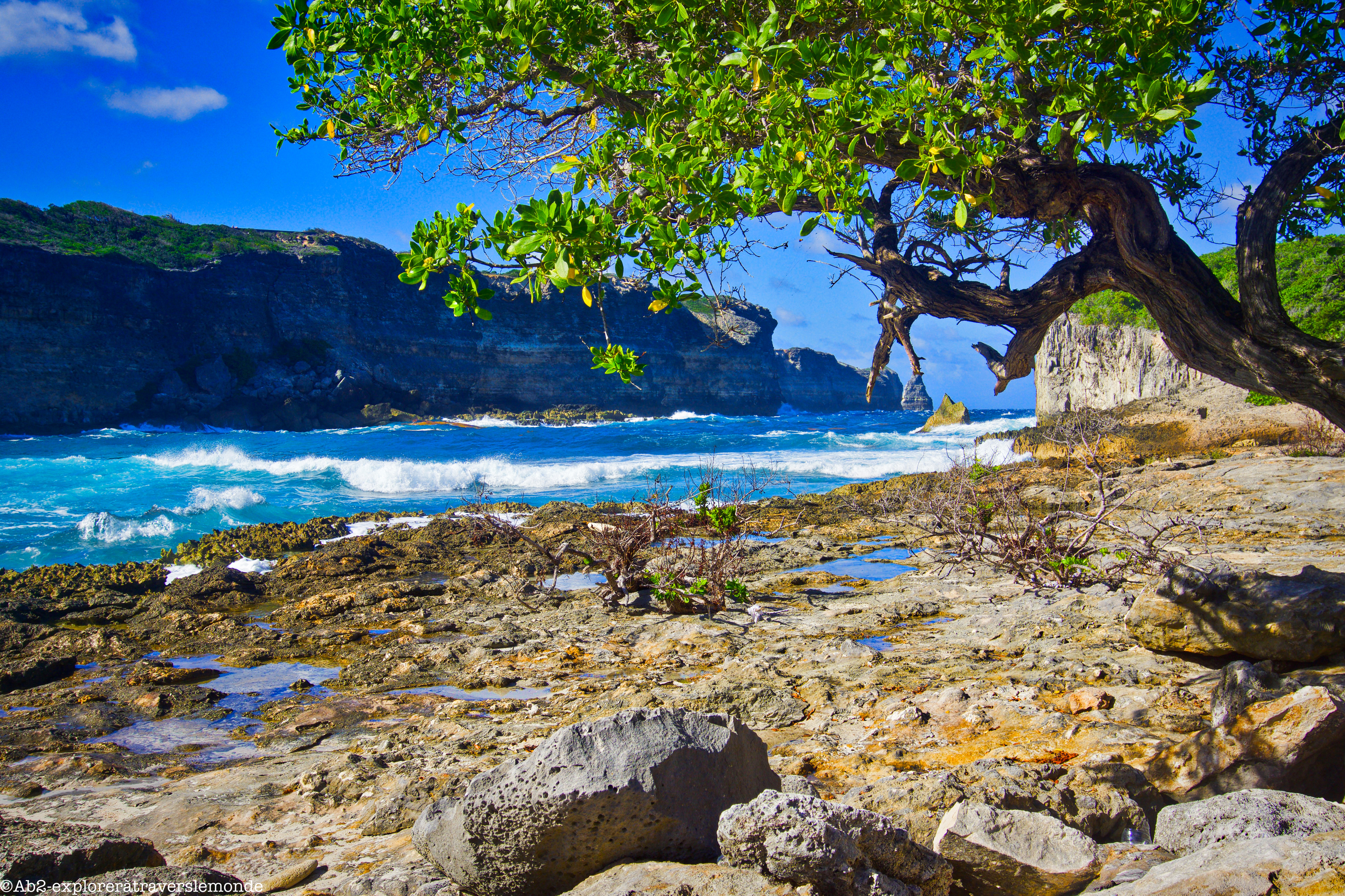 porte d'enfer anse bertrand - arbre