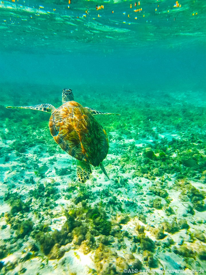 Un moment en compagnie des animaux marins sur les îles de&nbsp;Petite-Terre