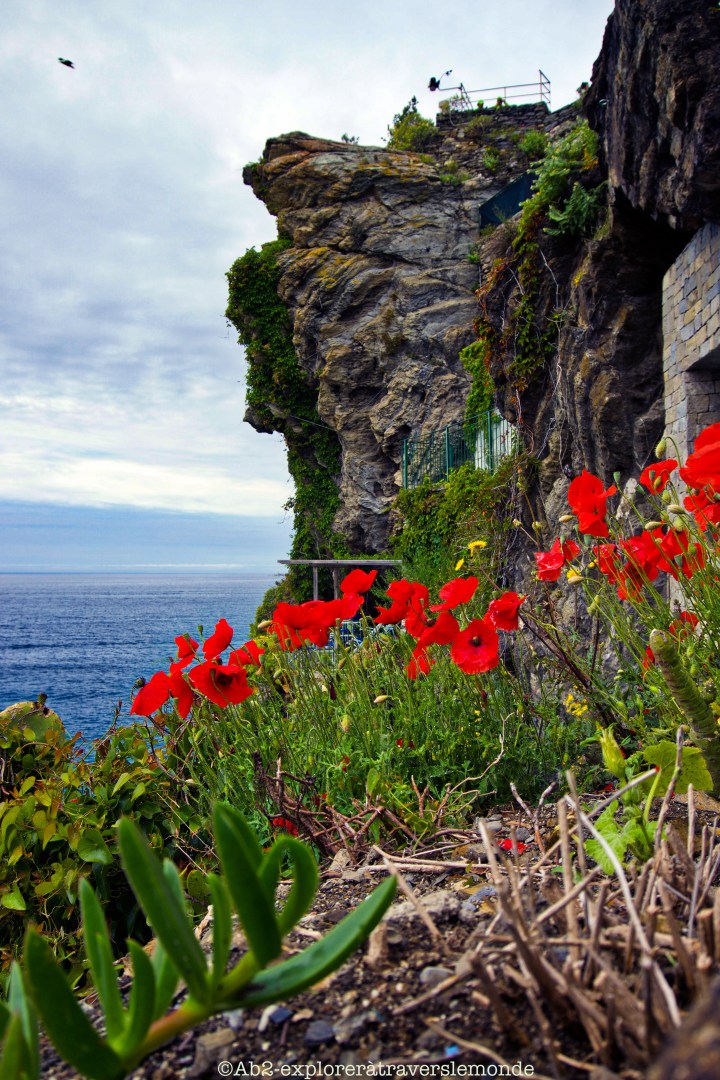 Coquelicots - Chateau