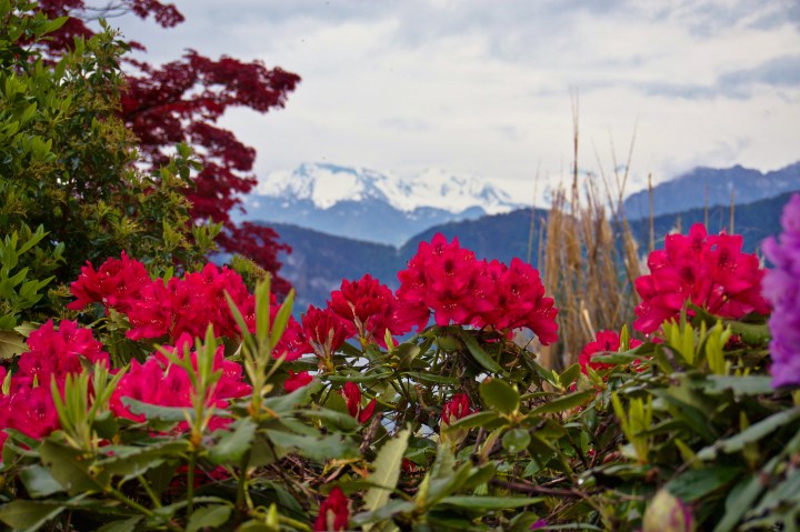 Une nuit au bord du lac des Quatre-Cantons dans la ville de&nbsp;Weggis